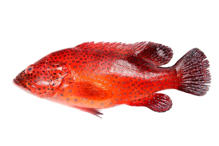 Colorful red grouper fish on white backgroundの写真素材