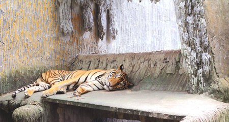 Tiger lying on the ground
