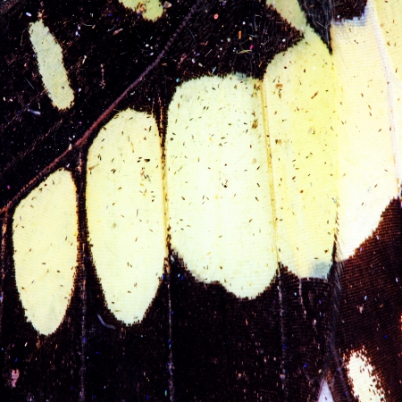 Butterfly wing texture, close up of detail of butterfly wing for backgroundの写真素材