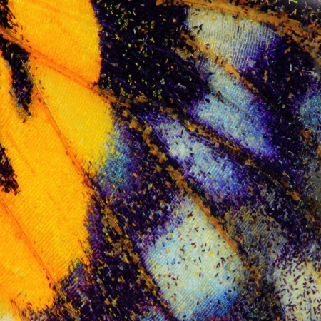 Butterfly wing texture, close up of detail of butterfly wing for background Butterfly wing texture, close up of detail of butterfly wing for background