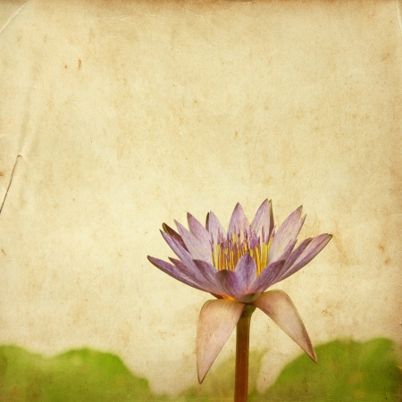 lotus flower on old grunge paperの写真素材