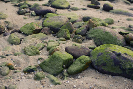 Fresh wet green natural moss on stone