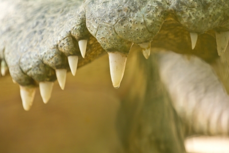 Crocodile teeth  Focus on teeth の写真素材