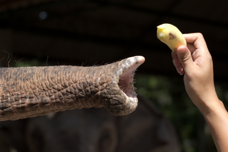 Men hand feeding an elephant with bananaの写真素材