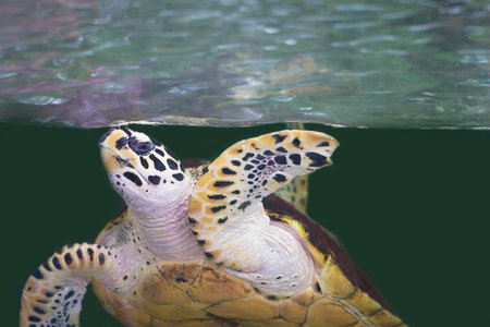 Sea Turtle 