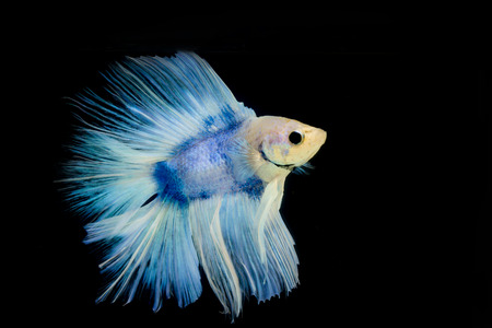 betta pet fish, siamese fighting fish isolated on black backgroundの写真素材
