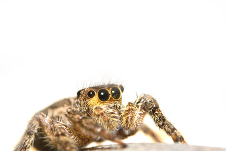 Jumping Spider close up shot on white background
