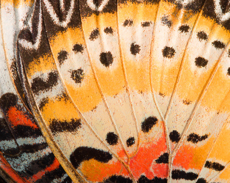 Butterfly wing texture, close up of detail of butterfly wing for background Butterfly wing texture, close up of detail of butterfly wing for background