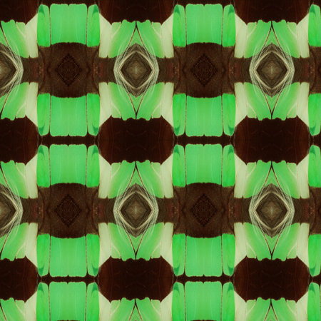 Butterfly wing texture, close up of detail of butterfly wing for backgroundの写真素材