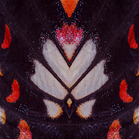 Butterfly wing texture, close up of detail of butterfly wing for backgroundの写真素材