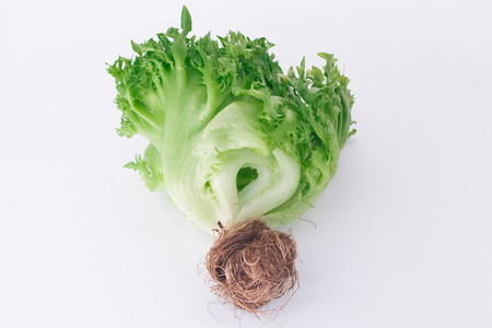 Green salad vegetable on whiteの写真素材