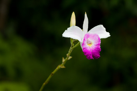 Wild orchid flower in nature, Thailandの写真素材