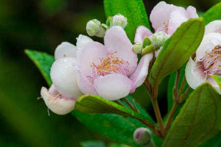 Pink wild flower with dew drop in nature, Thailandの写真素材