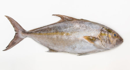 amberjack, fresh fishes on white background