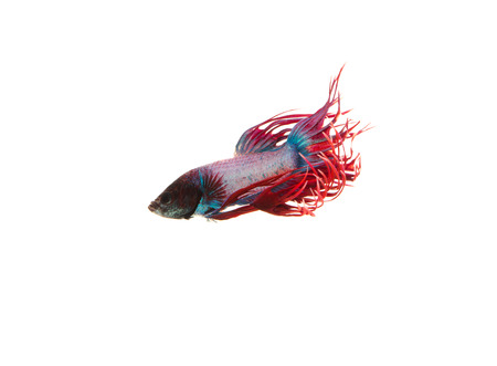 Betta fish, siamese fighting fish, betta splendens isolated on white backgroundの写真素材