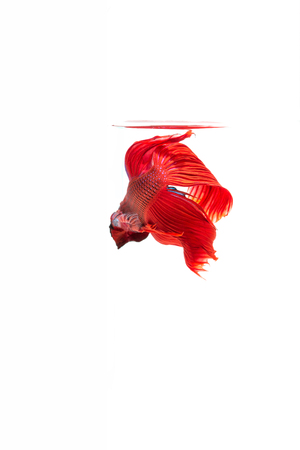 Betta fish, siamese fighting fish, betta splendens isolated on white backgroundの写真素材