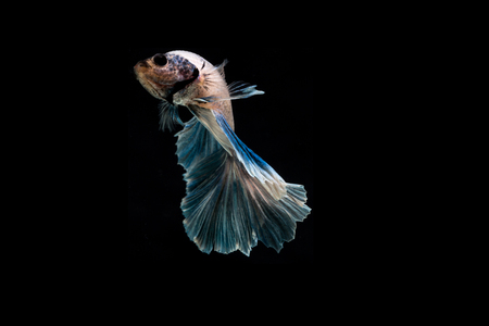 Betta fish, siamese fighting fish, betta splendens isolated on black backgroundの写真素材