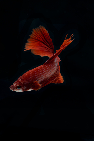 Betta fish, siamese fighting fish, betta splendens isolated on black backgroundの写真素材