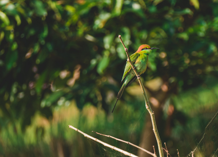 Bay-headed Bee-eater (Merops leschenaulti) is a species of bird in the Bee-eaters (Meropidae) family. It is mating season in Thailand.の写真素材
