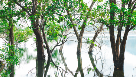 wood in the lakeの写真素材