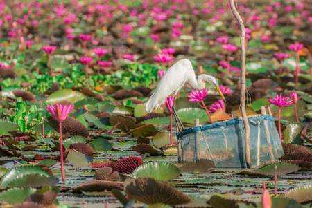 Great Egret in water lily pondの写真素材