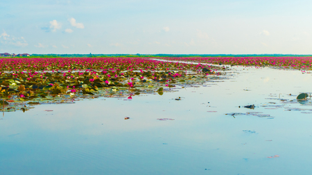 pink color fresh lotus blossom or water lily flower blooming on pond backgroundの写真素材