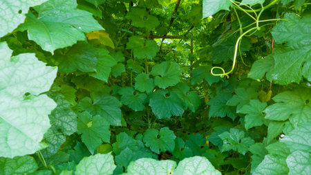 Luffa acutangula tree vegetable in farmland