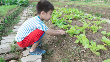 garden, vegetable, child, gardening, boy, farm, nature, healthy, plant, fun, kid, happy, green, summer, kids, outdoors, family, planting, little, lifestyle, children, childhood, working, playingの写真素材