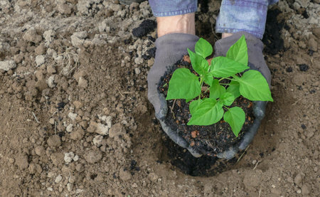 men was carrying a bag of potting seedlings to be planted into the soil.