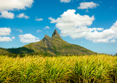 Bright landscape of sugarcane fields near the mountains on Mauritius Islandの写真素材