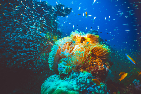 Underwater image of colorful bright soft corals and school of fish in Indian Oceanの写真素材