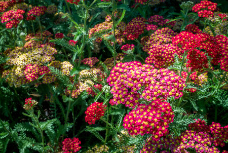 Close up of Achilleaの写真素材