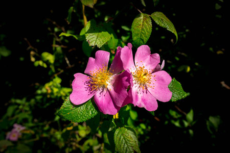 Pink wild wood rose (Rosa woodsii)