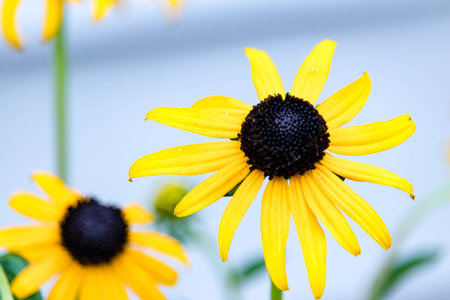 Close up of black eyed Susan flower (Rudbeckia hirta)の写真素材
