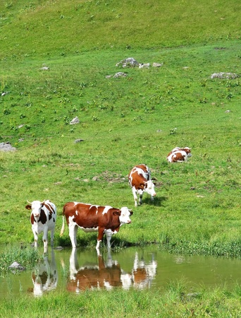 Free cows in natureの写真素材
