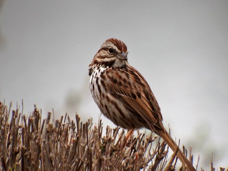 Song Sparrowの写真素材