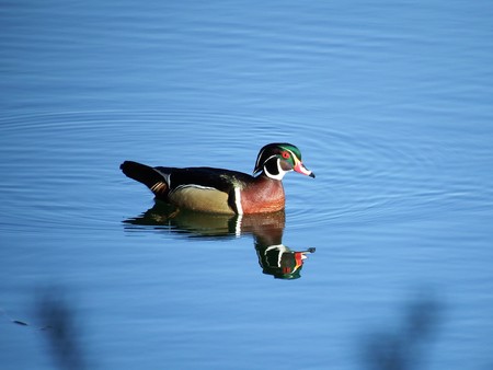 Wood Duck on pondの写真素材