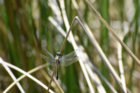 dragonfly resting by a pond