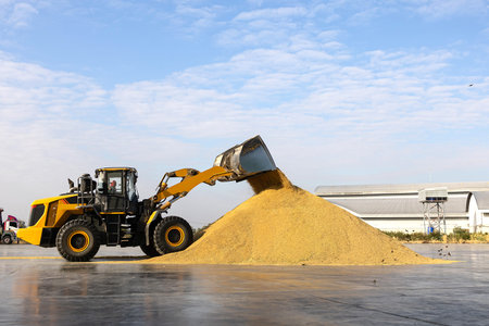Wheel loader machine unloading paddy rice at rice mill in thailand.