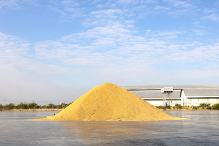 Paddy piles are dried in the sun to expel moisture. Rice mill system. Rice Storage.