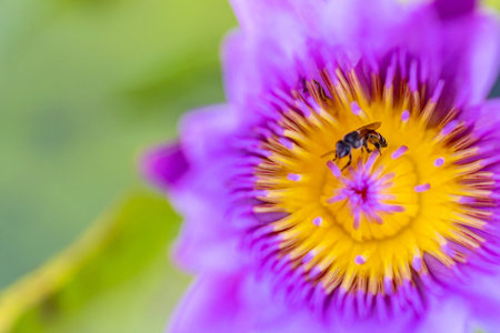 The bees in the yellow lotus pollen, Close up shot, Top view.