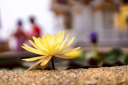 Yellow lotus flower And green lotus leaves in the water basin.の写真素材