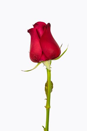 Red rose isolated on white background. with clipping paths.の写真素材