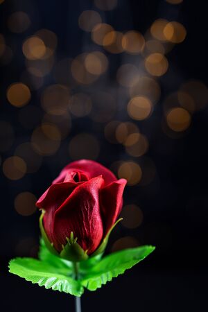 Red rose on dark background with bokeh. low angle. for valentine's day.の写真素材