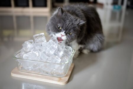 Gray persian cat is licking ice to cool off.の写真素材