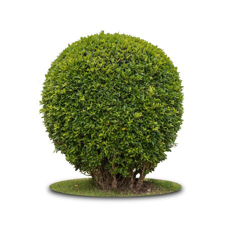 Bush for a garden or park decoration isolated on white background with clipping path.の写真素材