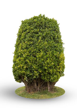 Bush for a garden or park decoration isolated on white background with clipping path.の写真素材