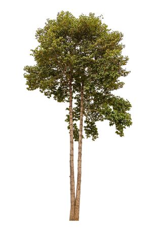 isolated beautiful hight tree on white background.の写真素材