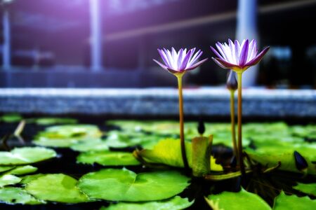 Blue lotus flowers or waterlily in the pond giving a feeling calm. It is a flower native to asia.の写真素材