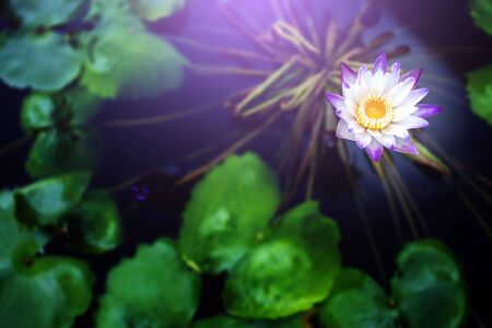 Blue lotus flowers or waterlily in the pond giving a feeling calm. It is a flower native to asia.の写真素材